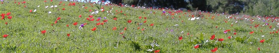 Blüten in Xanthos