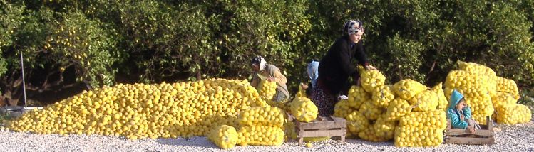 Zitronen-Sortierung, Türkei