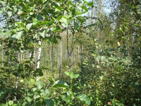 Wald in Weißrussland