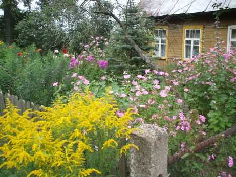 Holzhaus und Blumen in Belarus