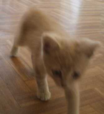 Zhytkavichy: Katze