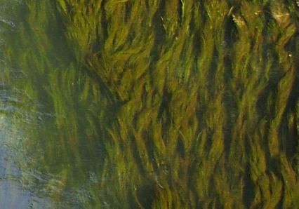 Russland: Tang im trägen Fluss