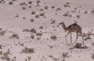 Junges Kamel in der mauretanischen Sahara