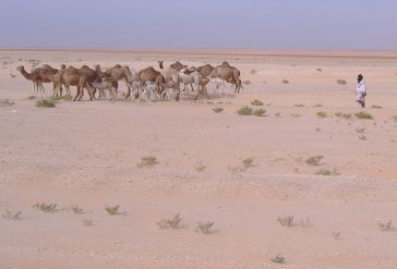 Kamel-Hirte, Sahara, Mauretanien