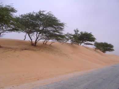 Sand-Dünen ersticken Akazien-Bäume