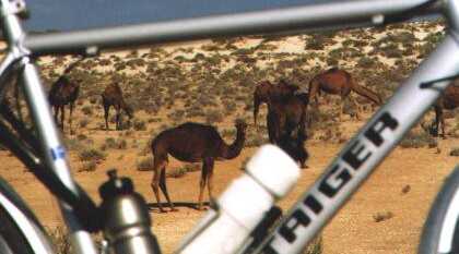 Kamele (Dromedare) in der Sahara, Algerien
