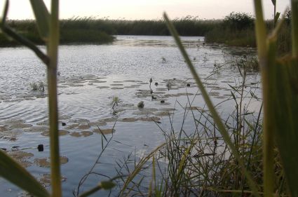 Seerosen im Senegal