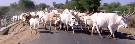 Zebus kreuzen die Straße, Senegal