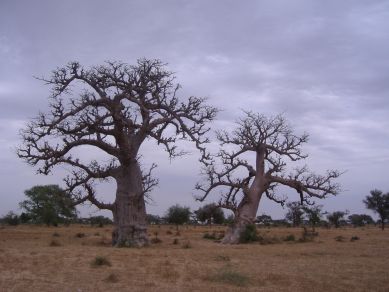 Affenbrotbäume, Senegal