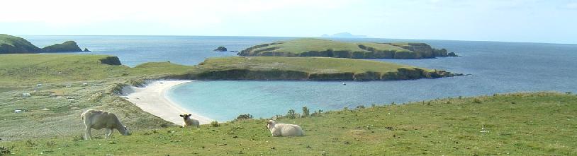 Shetland-Schafe