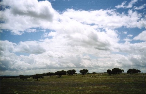 Wiesen, Korkeichen, Himmel im Alentejo