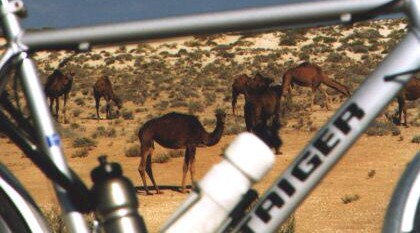 Kamele, Libyen