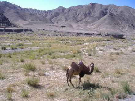 Kamel in den Bergen von Xinjiang
