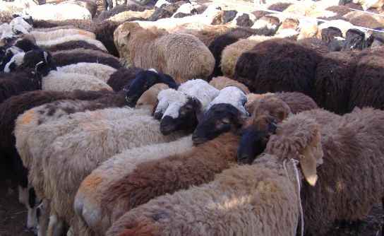 Schafe beim Sonntagsmarkt in Kashgar