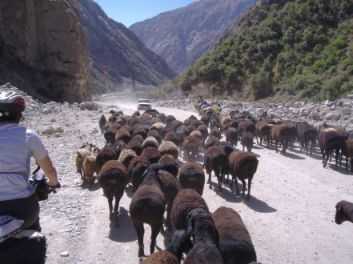 Miri und Schafe auf der Abfahrt nach Dushanbe