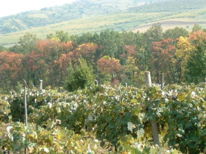 Wein-Berg in Moldawien