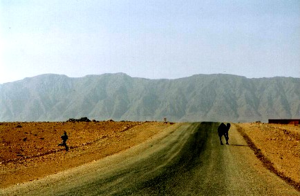 Kamel auf der Sahara-Straße nahe der marokkanisch-algerischen Grenze bei Figuig, Marokko