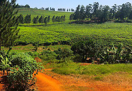 Teeplantagen östlich von Kampala