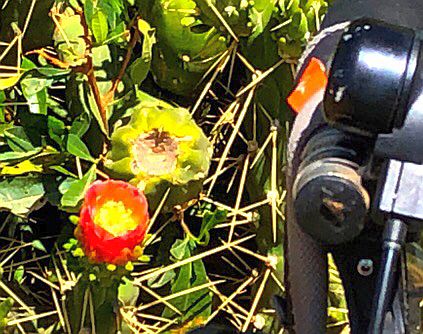 Kaktus-Blüte beim Bahnhof von Suswa