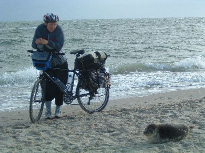 Miri mit Seerobbe an der Ostseeküste im Norden Dänemarks