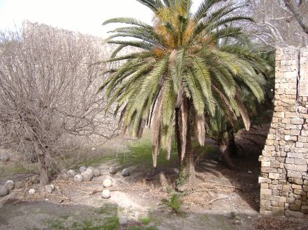 Burggraben mit Palmen und Kugeln, Rhodos
