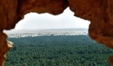 Palmen-Meer in El Meniaâ (El Goléa)