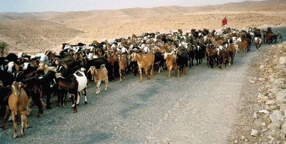 Ziegenherde bei Matmata, Tunesien