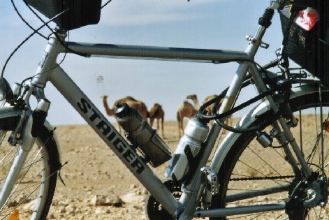 Kamele und Fahrrad