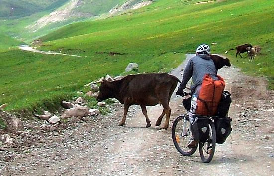 Kühe am Morgen im Tölök-Tal (Tolok, Толок, Тюлюк)