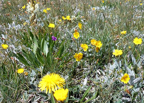 Blüten von Bergblumen, Kirgistan