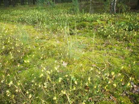 Belarus: Wald