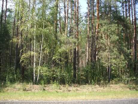 Belarus: Wald