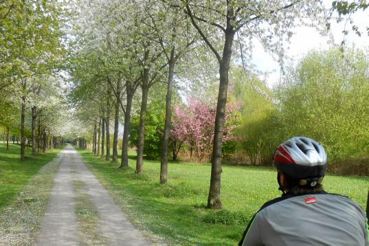 Frühlingsblühen auf einer Allee in Wanne-Eickel
