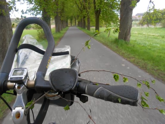 Birkenzweig am Fahrradlenker auf einer Allee im Münsterland