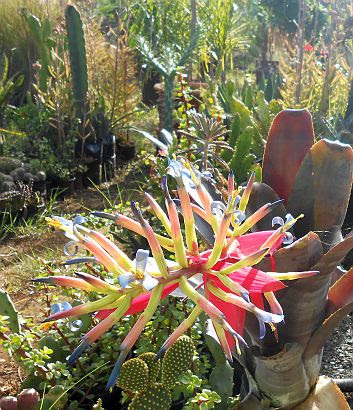 Pflanzenschule/Pépinière beim königlichen Palast von Skhirat
