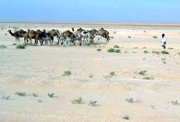 Kamel-Hirte, Sahara, Mauretanien
