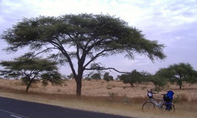 Unter einer Akazie im Senegal