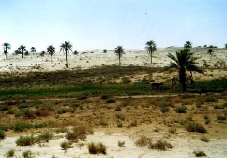 Esel vor Palmen, Algerien