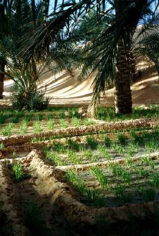Oasenwirtschaft bei Timimoun, Algerien