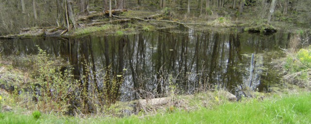 Bäume, Teich, Pflanzen am Rand der Landstraße 370 bei Wolcott, New York State, USA