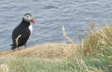 Färöer-Nationalvogel Papageien-Taucher