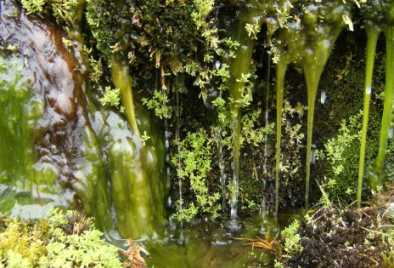 Moos & Wasser, Färöer