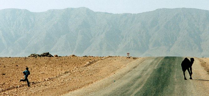 chris-on-the-bike sees camel-on-the-road: Kamel auf Straße bei Bouarfa