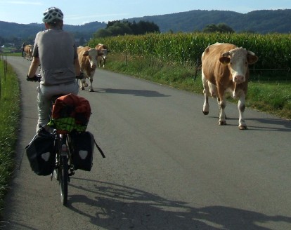 Chris on the Bike mit Kühen im Allgäu; Foto: Miri