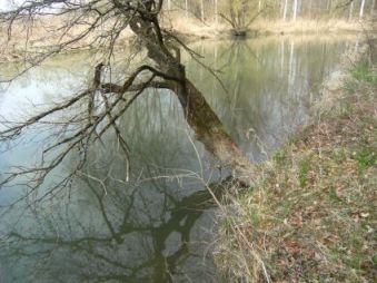 Seitenarm der Donau bei Stepperg, Bayern