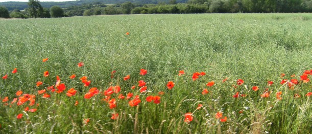 Mohnblumen am Lahntalradweg bei Wetzlar