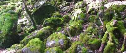 Euroland Irland: Ohne Moos nix los