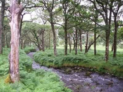 Fluss und Wald in Connemara, Irland
