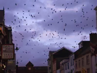Abendstimmung mit Vögeln in Killarney, Irland