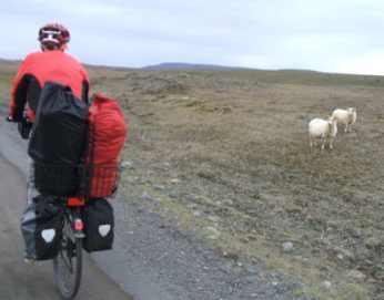 Mit den Schafen fast auf Augenhöhe: Chris im Hochland von Island, Kjölur-Route